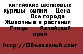 китайские шелковые курицы (силки) › Цена ­ 2 500 - Все города Животные и растения » Птицы   . Алтайский край